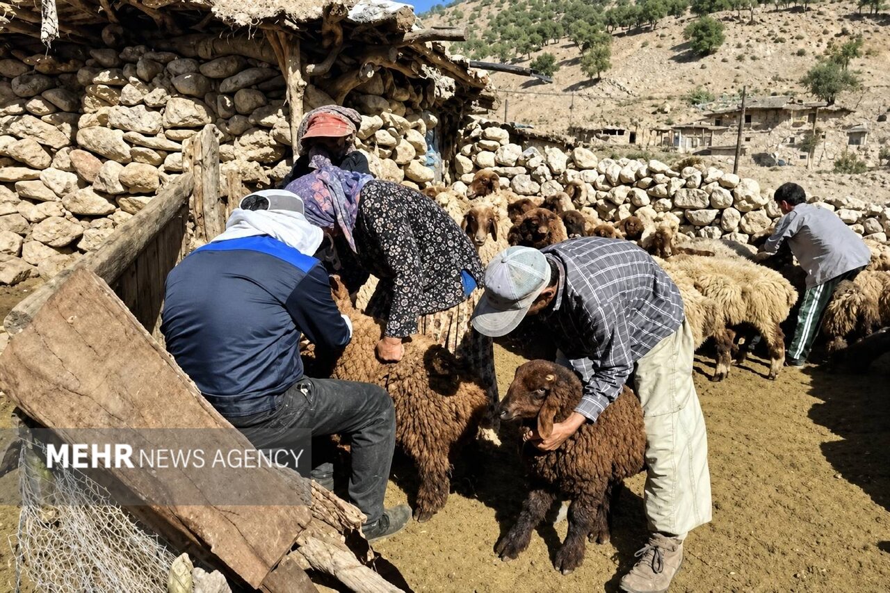 بیش از ۲ هزار و ۸۰۰ دام در اردوی جهادی دامپزشکی شهرستان چرام واکسینه شدند