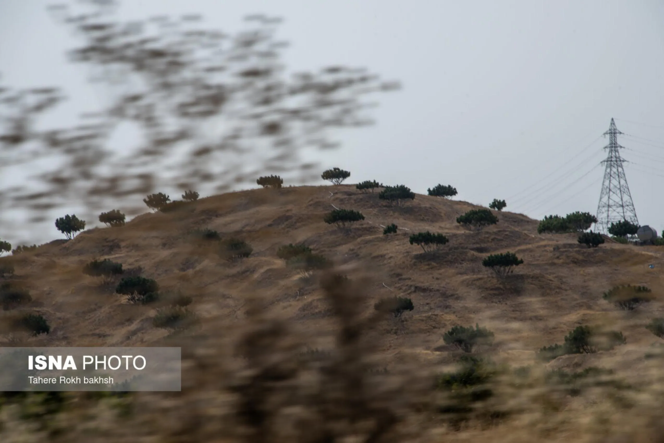 باغ‌های انجیر استهبان در فصل برداشت