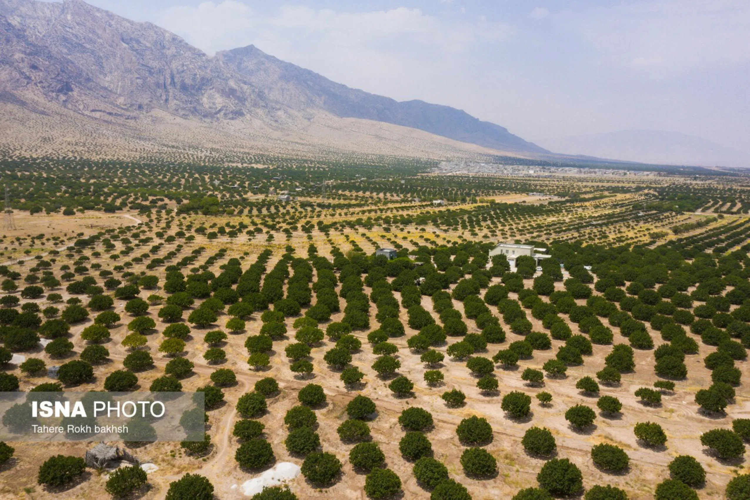 کارگران مشغول برداشت انجیر در استهبان