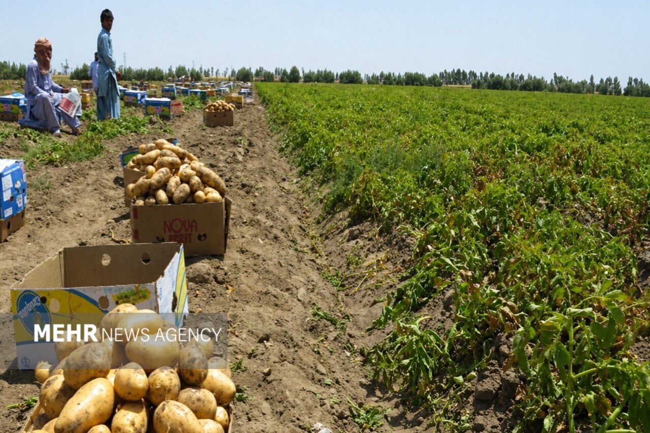 رشد ۳۱ درصدی ارزش اقتصادی محصولات کشاورزی خراسان رضوی در یک سال اخیر