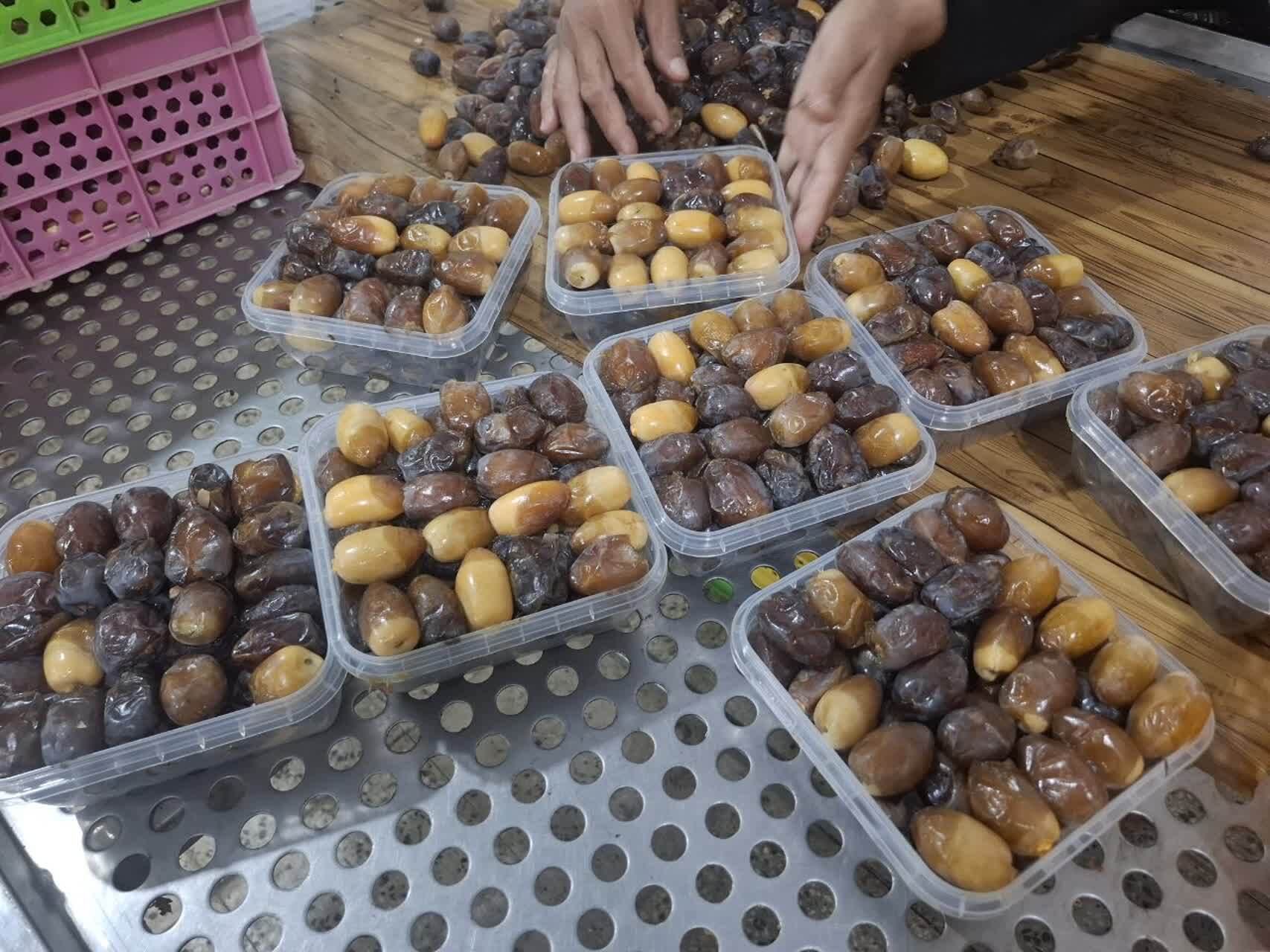 رطب و خرمای برداشت‌شده در کازرون
