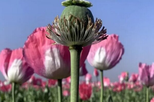 کشت شقایق الیفرا برای خودکفایی دارویی کشور آغاز شد؛ گیاهی بدون قابلیت تولید تریاک