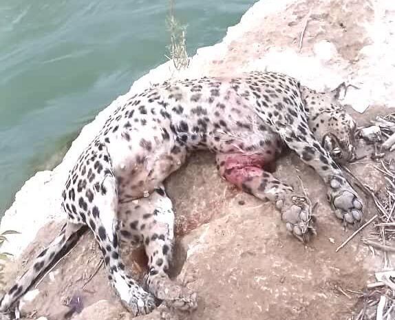 کشف لاشه پلنگ در رودخانه خرسان لردگان؛ علت مرگ در دست بررسی کارشناسی