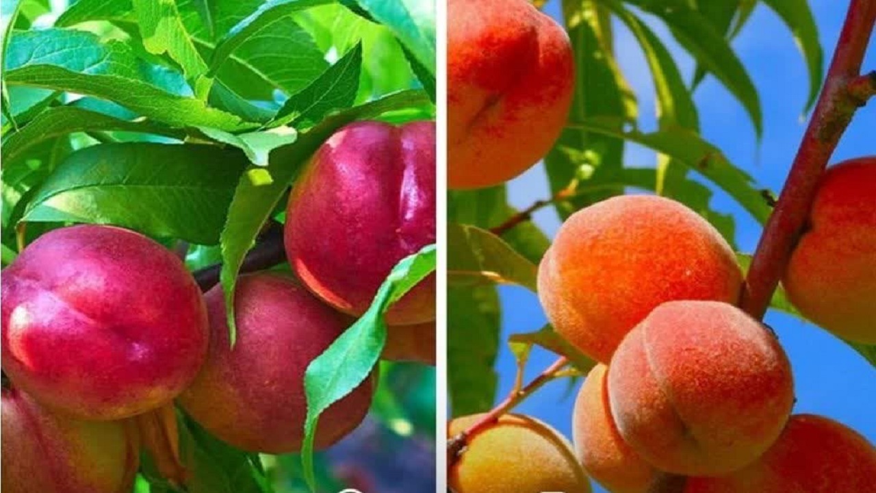 برداشت ۲۸۰۰ تنی هلو و شلیل در نور به خط پایان رسید