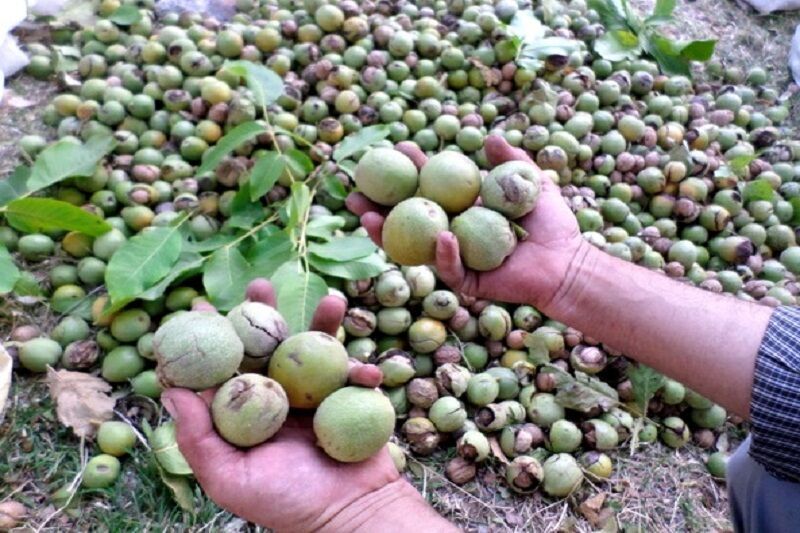 آغاز برداشت طلای قهوه‌ای در کرمان؛ سرنوشت ۲۴ هزار تن گردوی بافت و رابر در گرو فرآوری و صادرات