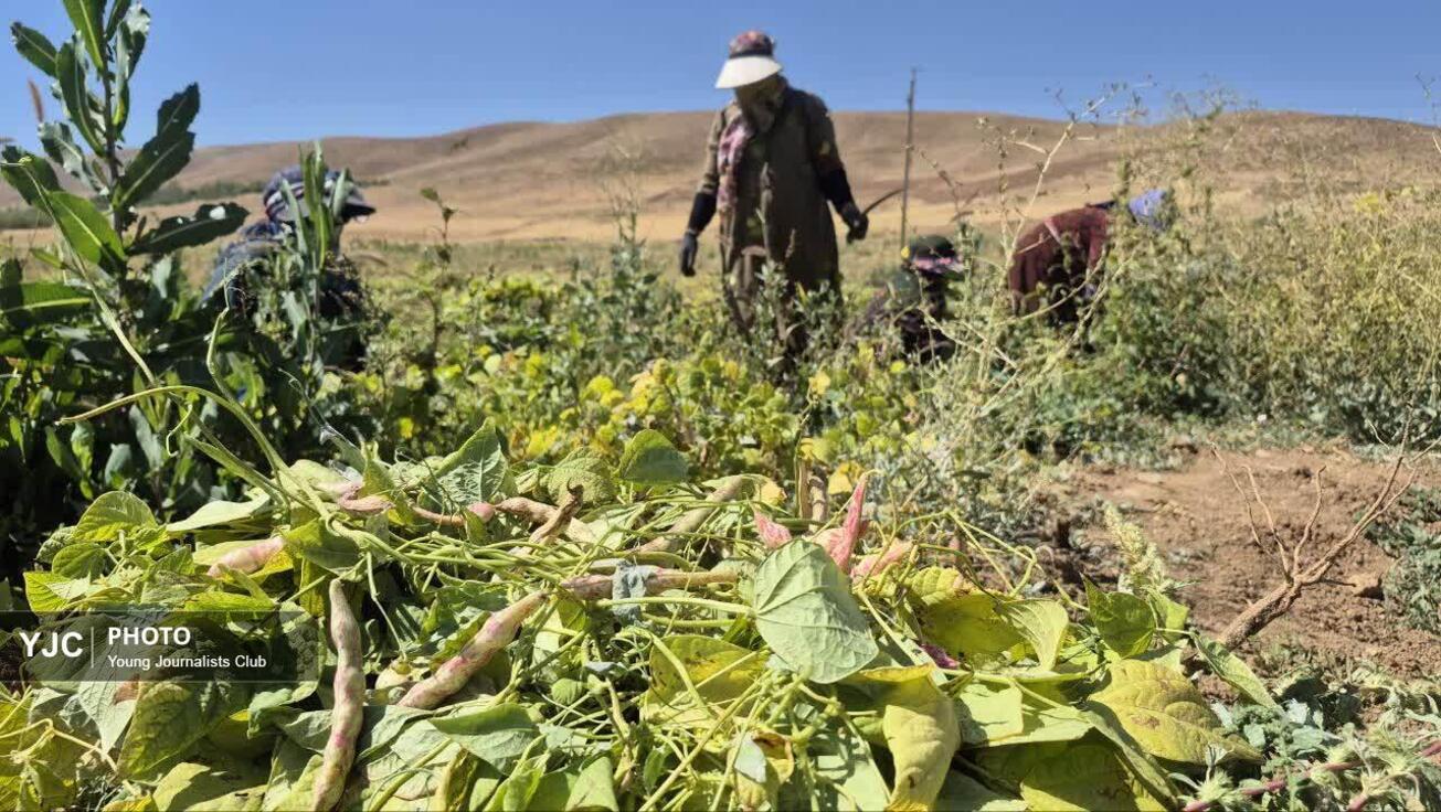 برداشت لوبیا در مزارع شهرستان بن