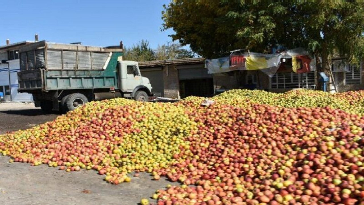 طرح حمایتی جهاد کشاورزی برای باغداران سیب؛ واسطه‌ها از زنجیره ارزش حذف می‌شوند