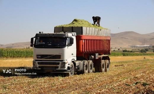 مزرعه ذرت آماده برداشت در چهارمحال و بختیاری