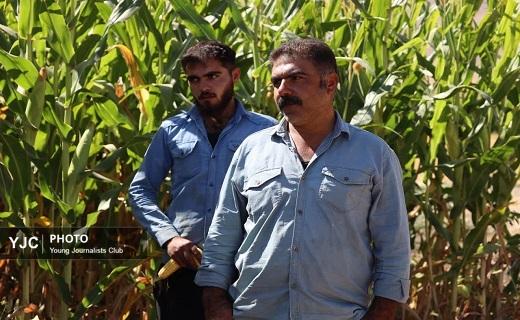 فعالیت کمباین در مزارع ذرت چهارمحال و بختیاری