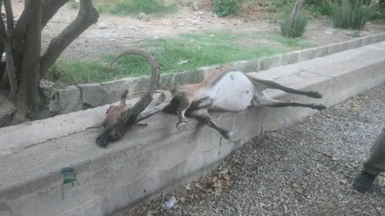 شکارچی کل وحشی در منطقه حفاظت‌شده چهل‌پا اندیمشک دستگیر شد