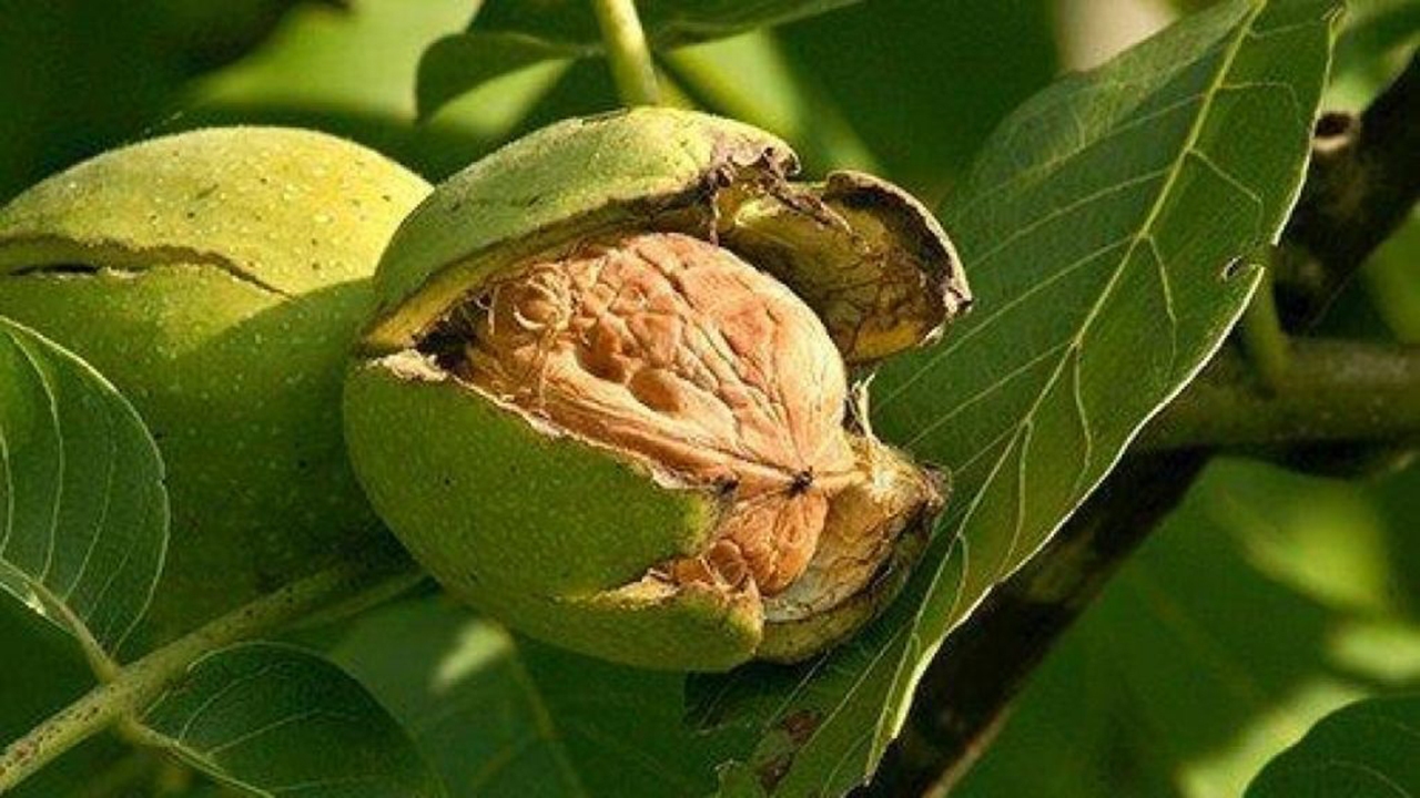 طلای سبز منگشت به ثمر نشست؛ صیدون سالانه ۲ هزار تن گردوی مرغوب روانه بازار می‌کند