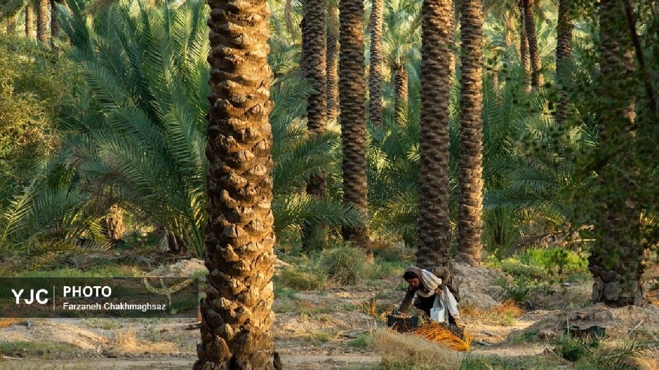 زنان؛ موتور محرک نخلستان‌های خوزستان / ۷۰ درصد صنعت خرما بر دوش بانوان