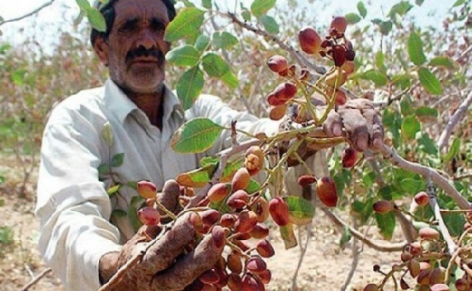باغدار یزدی در میان باغ پسته آسیب‌دیده از کم‌آبی