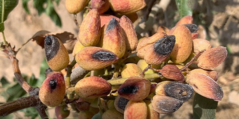 پنل‌های خورشیدی نصب شده در کنار چاه کشاورزی در یزد