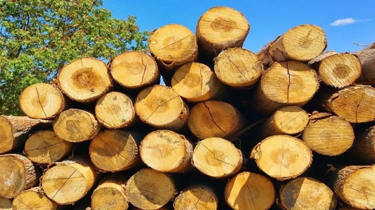 خیز کردستان برای احیای زاگرس؛ اجرای طرح هزار هکتاری زراعت چوب با نهال رایگان
