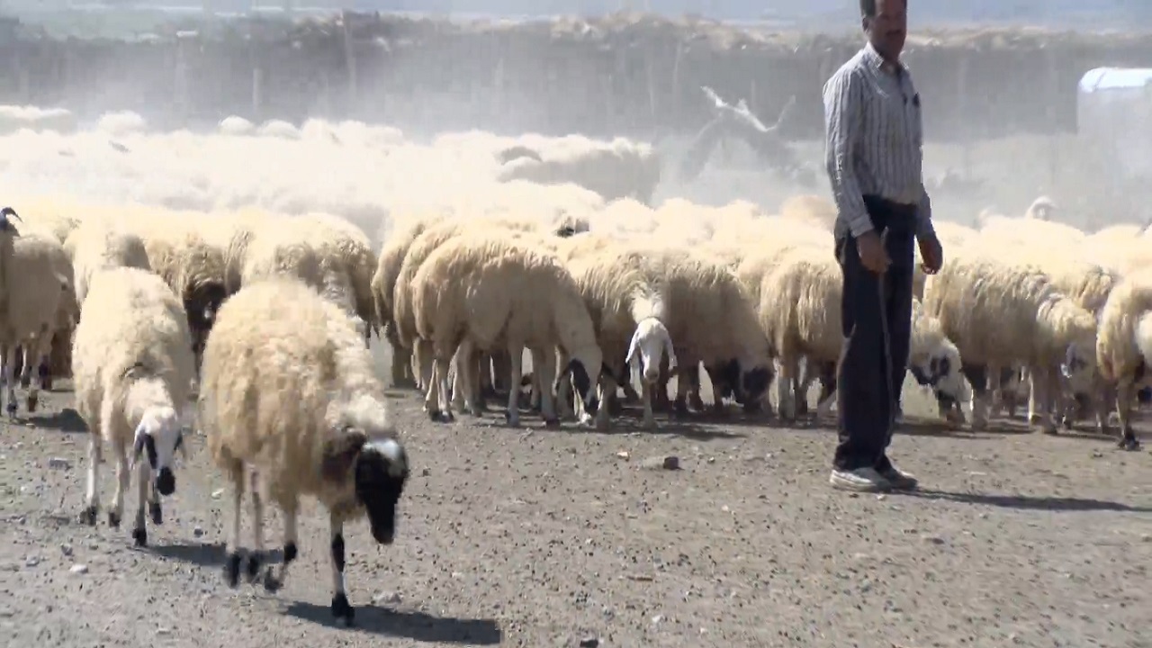 امیرآباد یامچی؛ روستای ۲۰ هزار راسی ماکویی که قطب تولید دام سبک مرند شد