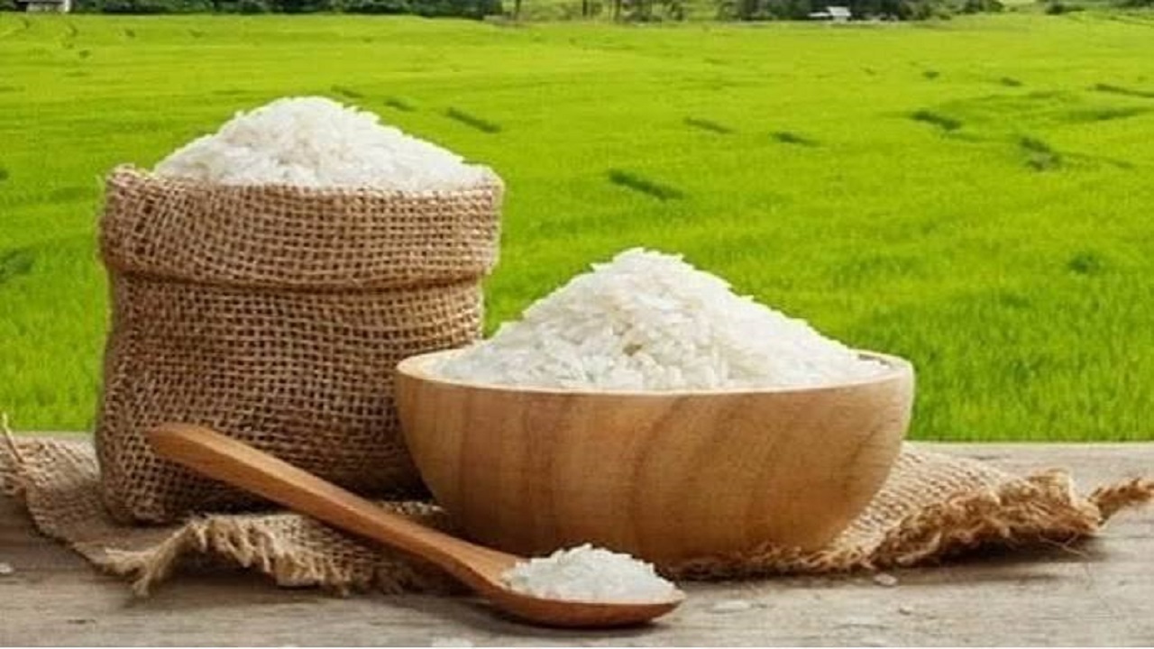 مازندران پیشگام اجرای طرح ملی مزارع الگوی برنج شد؛ معرفی به‌عنوان استان برتر کشور