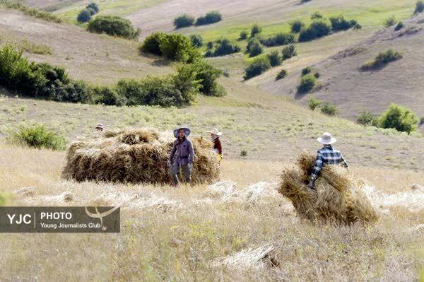 برداشت پسته در باغستان های فارس